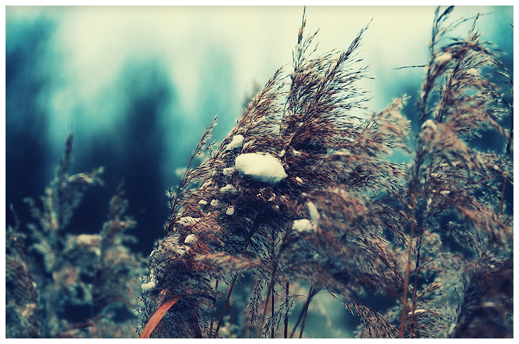 Hautes Herbes