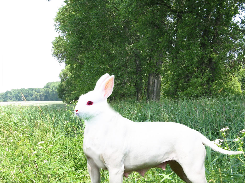 Rabbit Dog Hybrid by IAmAutism on DeviantArt