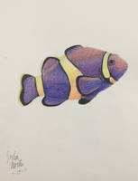 Clownfish