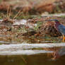 Green Heron