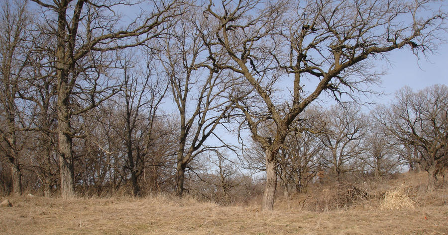 Tree Ridge by Ayantidira on DeviantArt