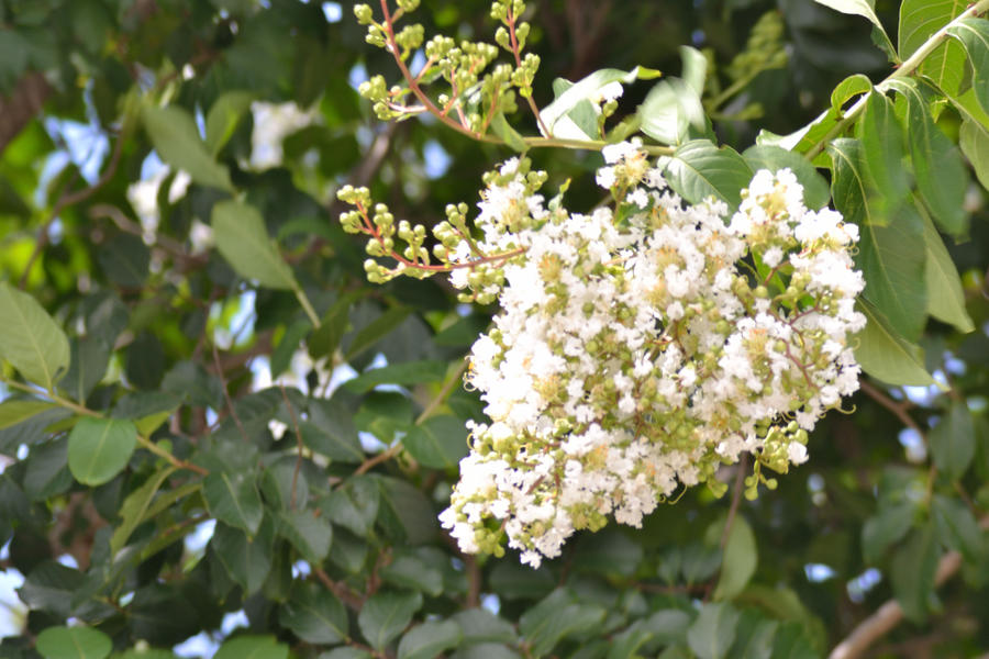 Pretty Flowers