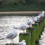 Seagull parade