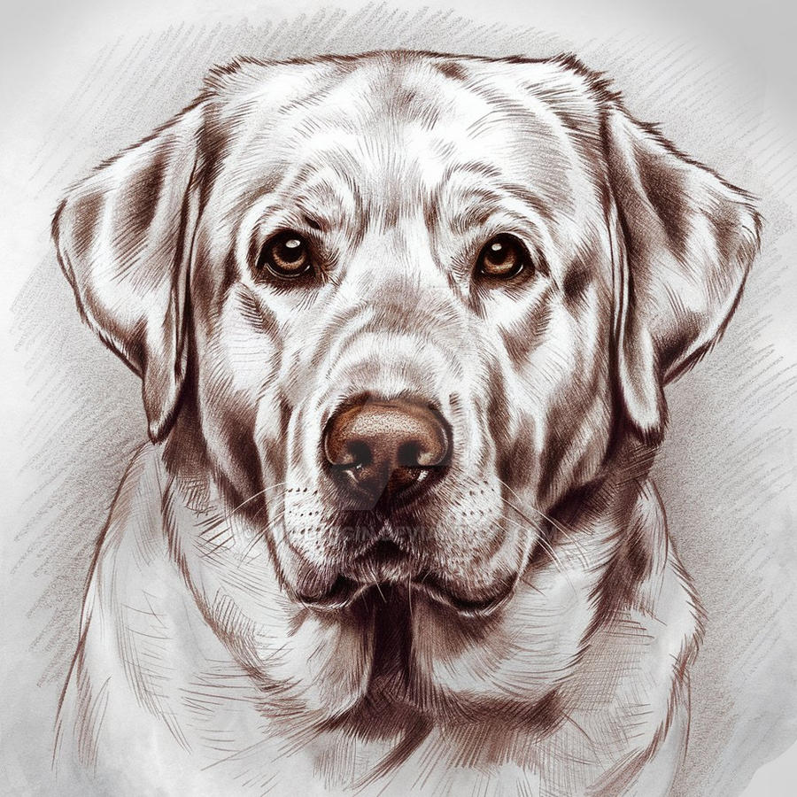 Realistic Pencil Sketch of a Labrador Retriever by Mk4Desgin on DeviantArt