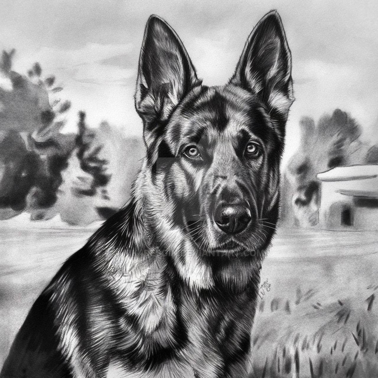 Realistic German Shepherd Drawing German Shepherd Portrait Pet realistic-german-shepherd-drawing-german-shepherd-portrait-pet