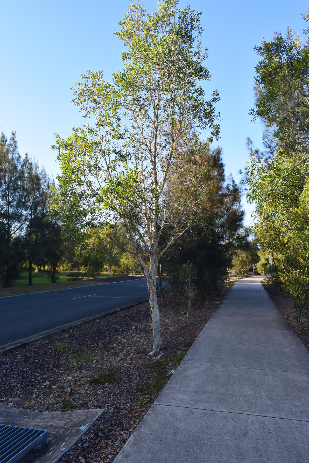 Paperbark by Cairn73 on DeviantArt