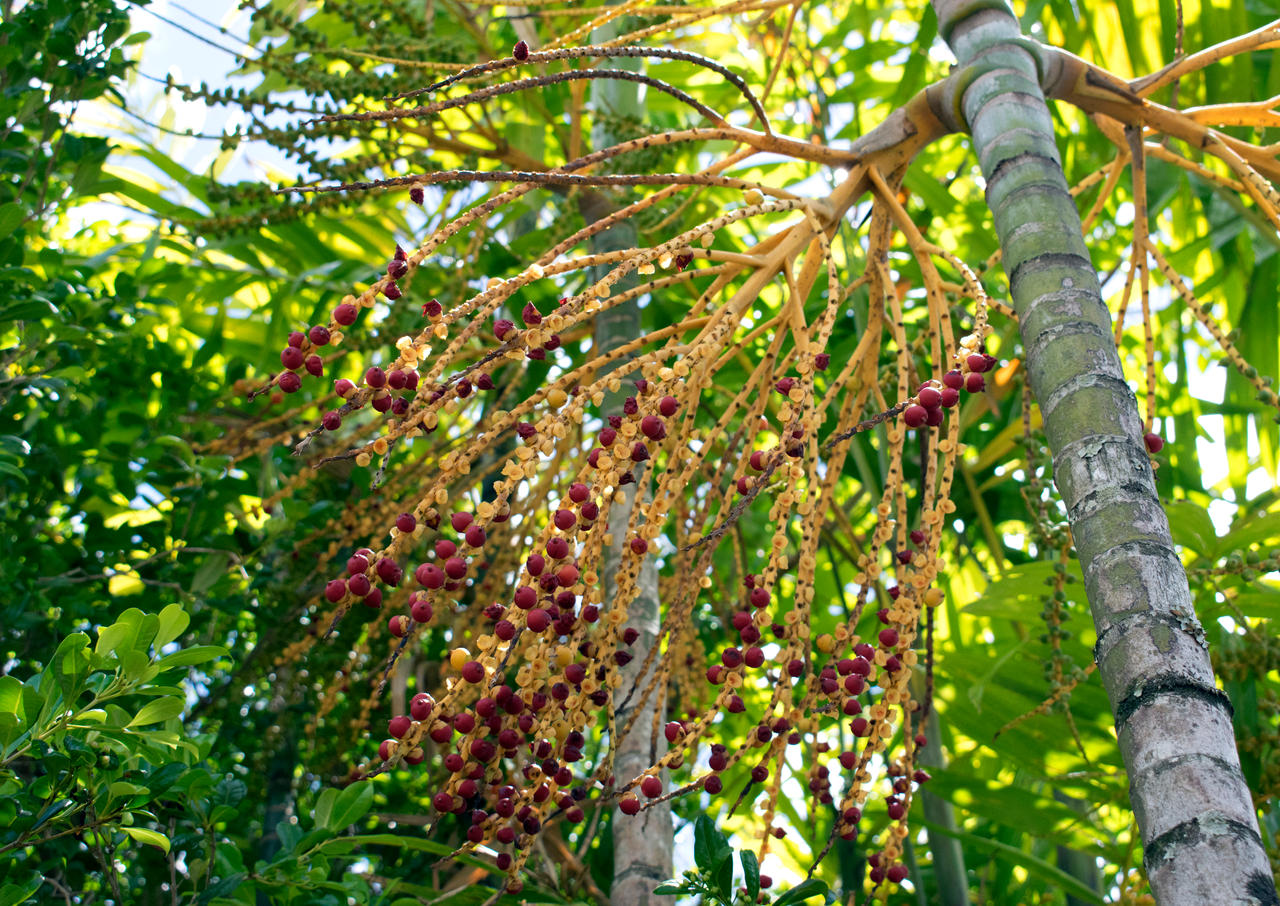 Palm Seed Pods 2