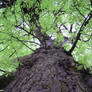 up the tree in eden