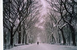 Snow in Central Park by Ccard