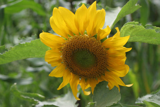 Sunflower