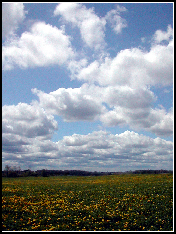 Yellow Dusted Fields