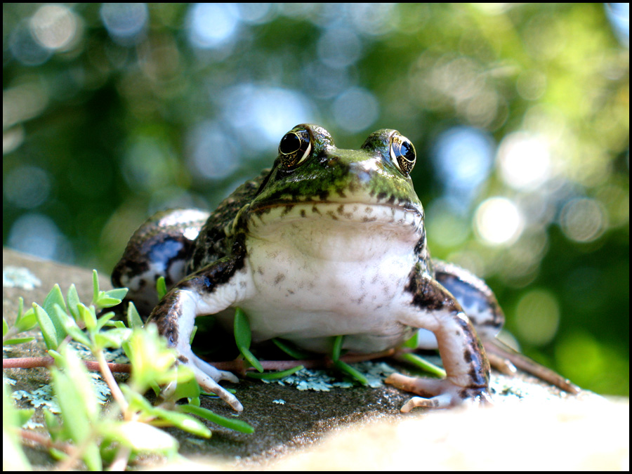 Ribbit, Part One