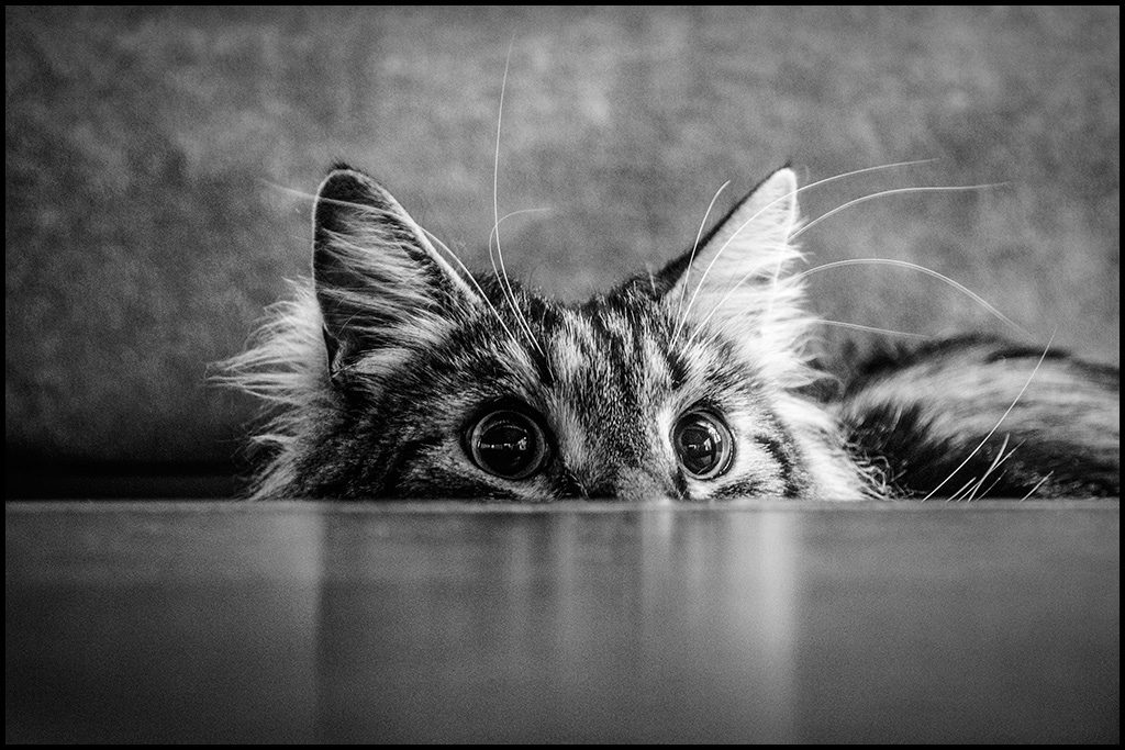 The Devil in Hiding by bdusen