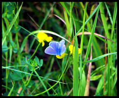 Blue butterfly