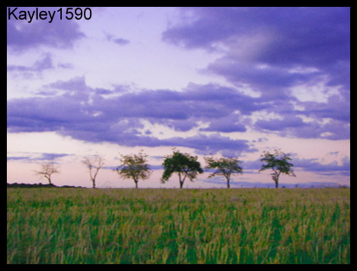 Six Trees Side By Side