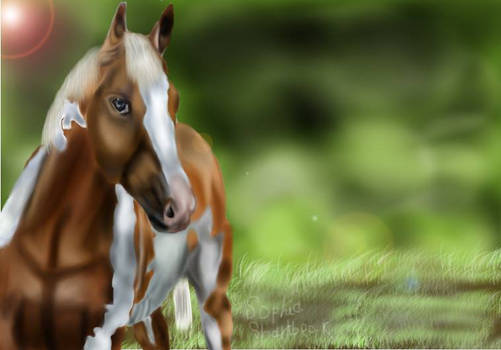 Paint Horse