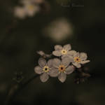 Memory. by the-beautiful-game