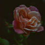 Rose flower