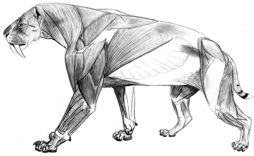 Smilodon Populator Anatomy (revised)