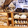 Skull Collection.