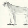 Homotherium sp.