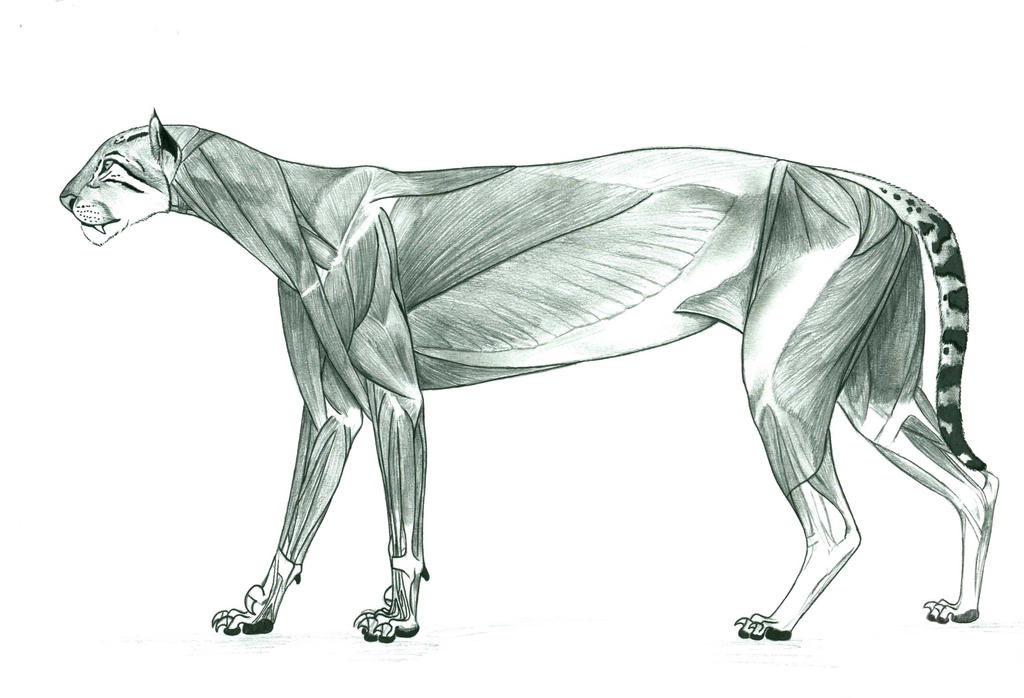 Metailurus Minor metailurus major anatomy by Smerjeevski on DeviantArt