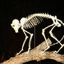 Grey fox skeleton 1
