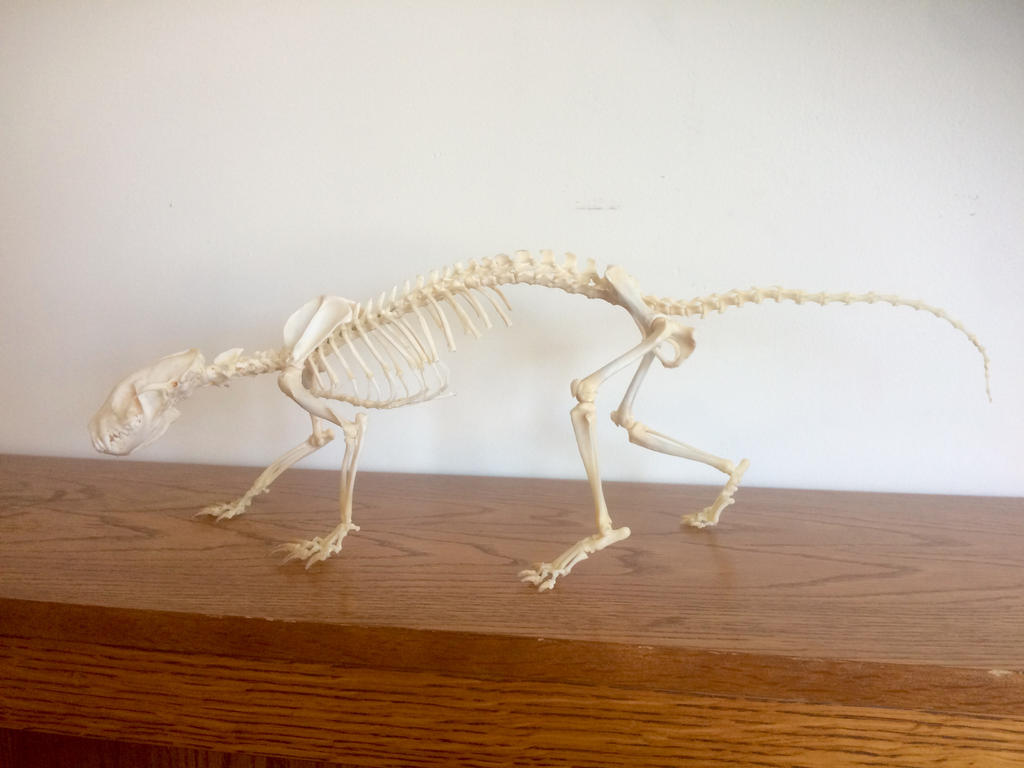 Mephitis mephitis skeleton (striped skunk)