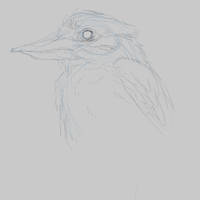 kookaburra sketch