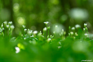 Springtime VII by Mariusart Springtime VII by Mariusart