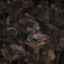 Egyptian Fruit Bats, Close up