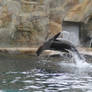 Jumping Sea Lion