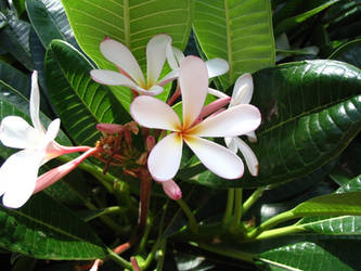 Pink Plumeria