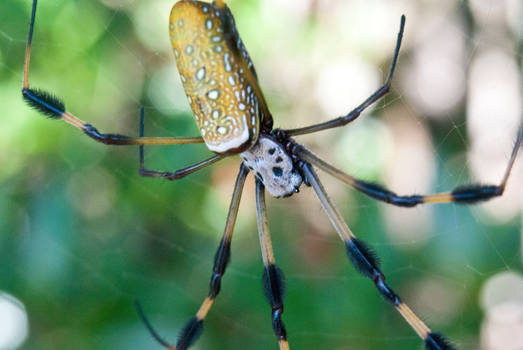 Banana Spider