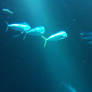 Monterey Bay Aquarium-The Big Tank #10
