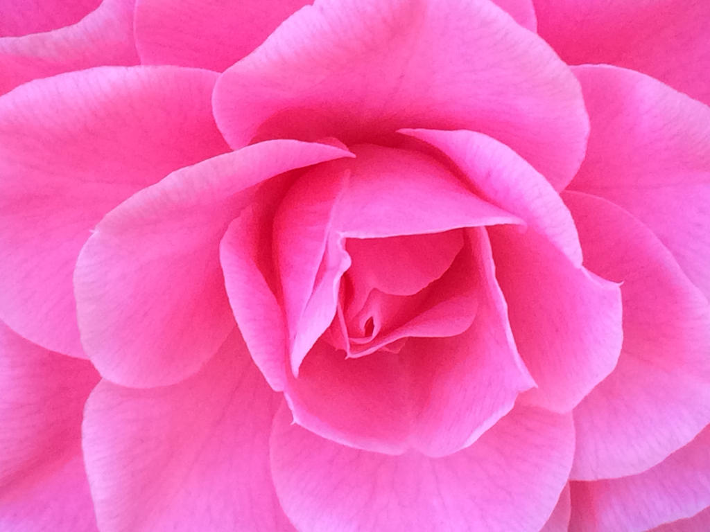 Pink Bloom