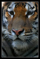 Tiger Portrait.