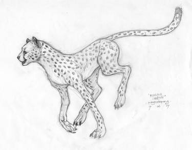 Running Cheetah by pangketepa