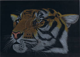 Tiger, finished