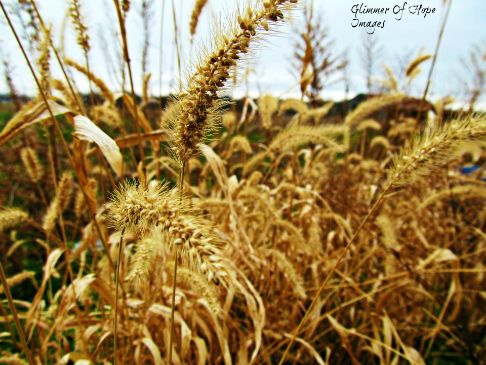 Empty Field