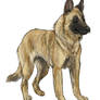 Belgian Malinois