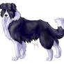 Scotch Collie