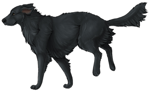 Flat-coated retriever 2