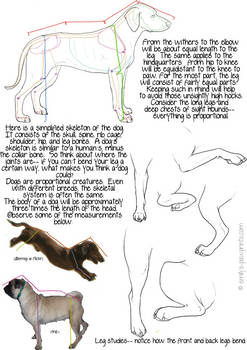 Dog proportions tutorial