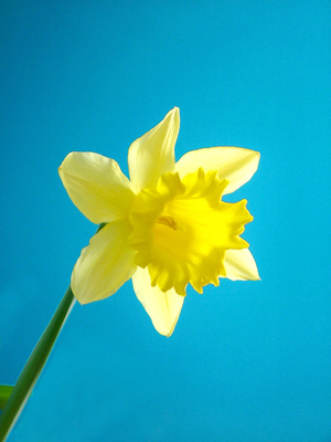 daffodil