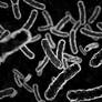 Bacteria - Bacillus