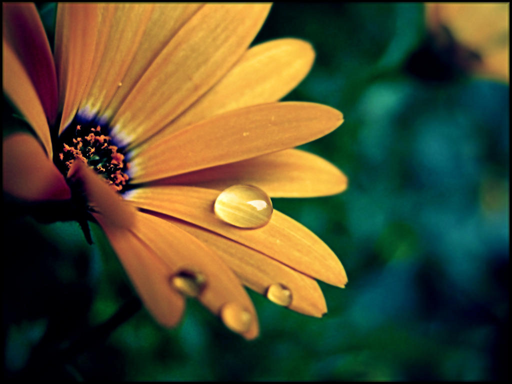Septmber Spring spring in september air by RainStartsFalling on DeviantArt