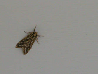 moth on a wall