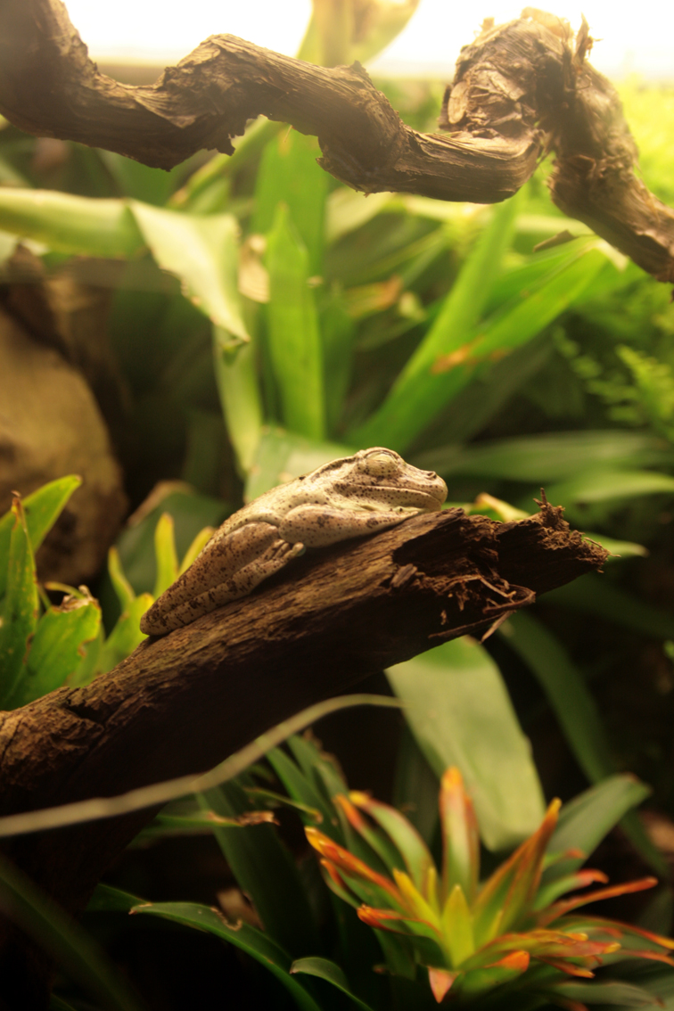 sleeping frog.