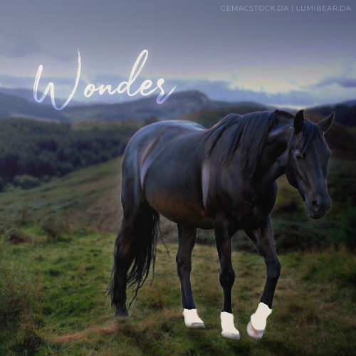 Wonder